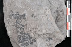 Foto (Detailansicht) von Sphenopteris obtusiloba Brongniart (NHMW-GEO-2024-0188-10796)